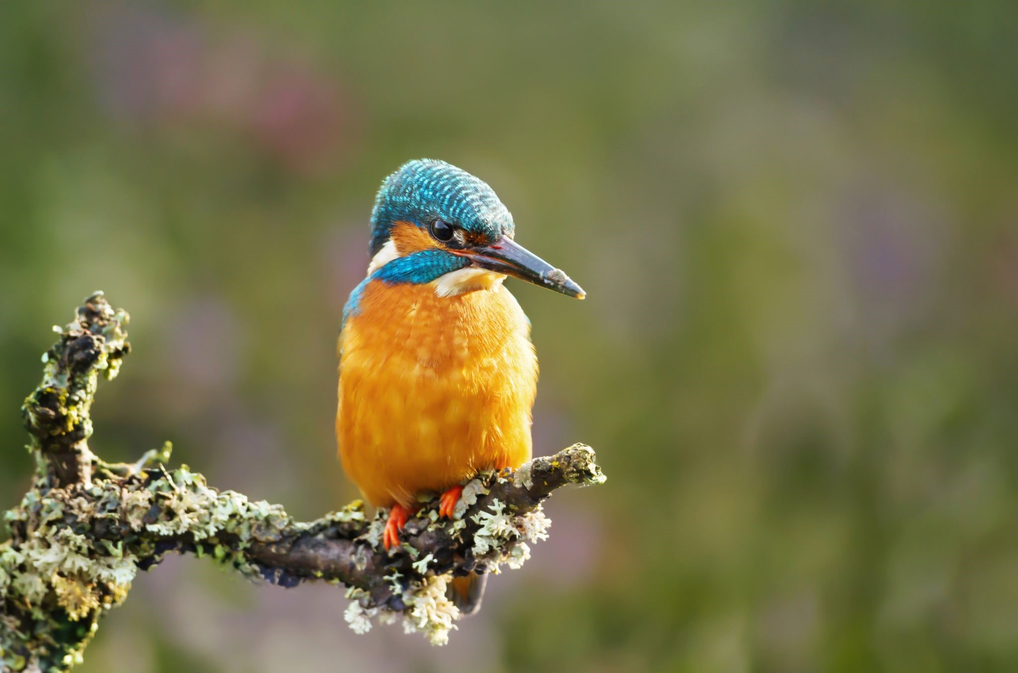 Kingfisher